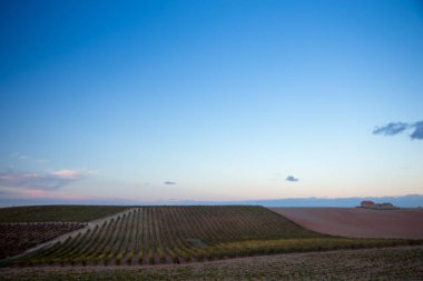 üzüm bağları büyük expanses