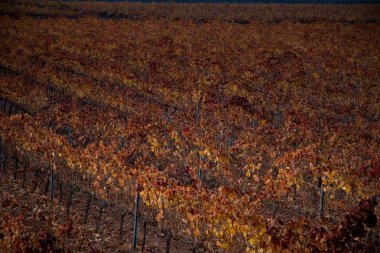 üzüm bağları büyük expanses