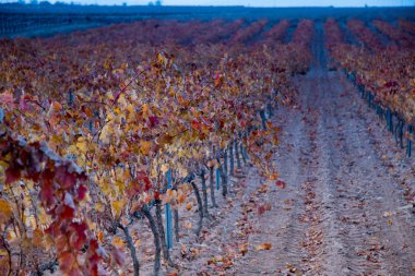 üzüm bağları büyük expanses