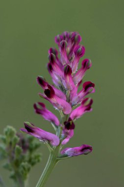 makro bir çok ayrıntı ile çiçek