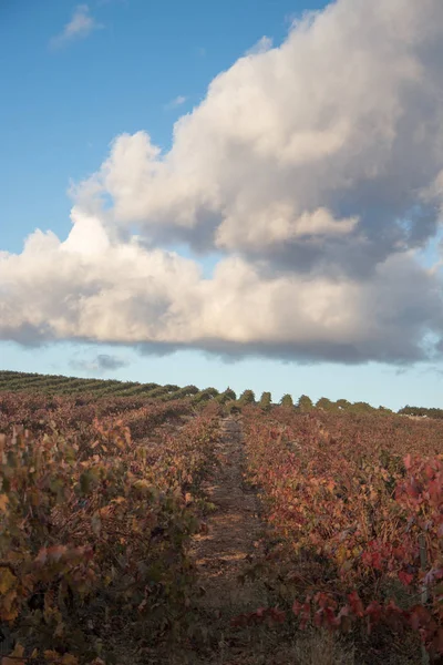 Large Expanses Vineyards — Stock Photo, Image