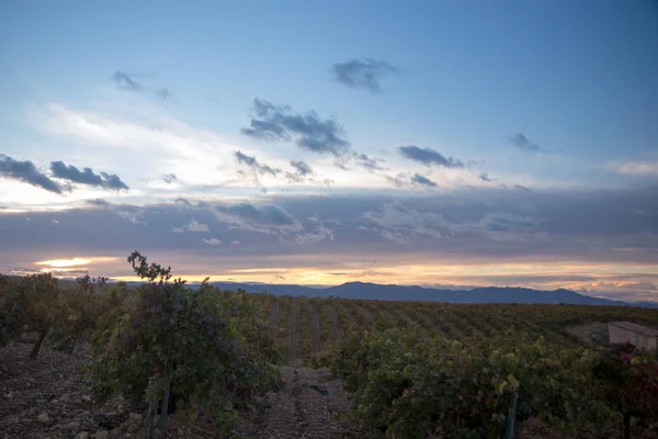 Large Expanses Vineyards — Stock Photo, Image