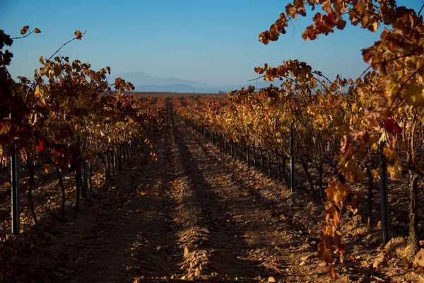 Ampie Distese Vigneti — Foto Stock