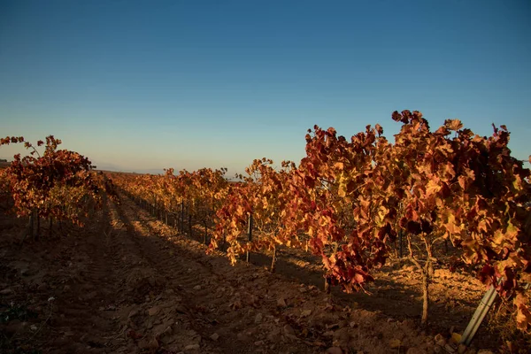 Large Expanses Vineyards — Stock Photo, Image