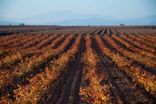 Grandes Étendues Vignobles — Photo