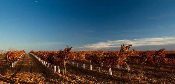 Uitgestrekte Wijngaarden — Stockfoto