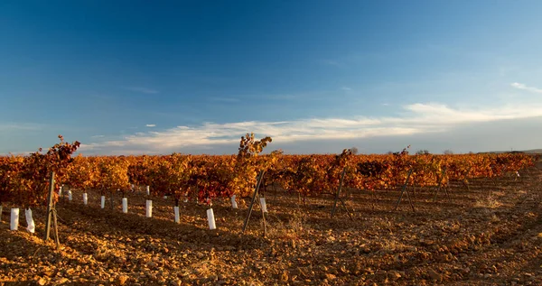 Große Weiten Der Weinberge — Stockfoto