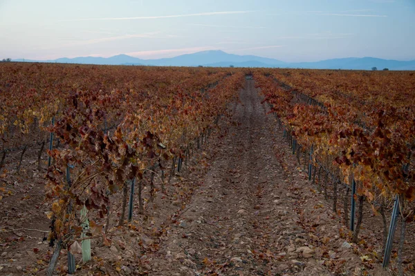 Ampie Distese Vigneti — Foto Stock