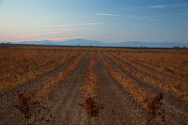 Ampie Distese Vigneti — Foto Stock