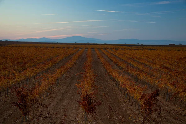 Ampie Distese Vigneti — Foto Stock