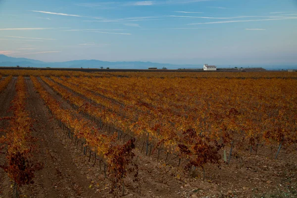 Ampie Distese Vigneti — Foto Stock