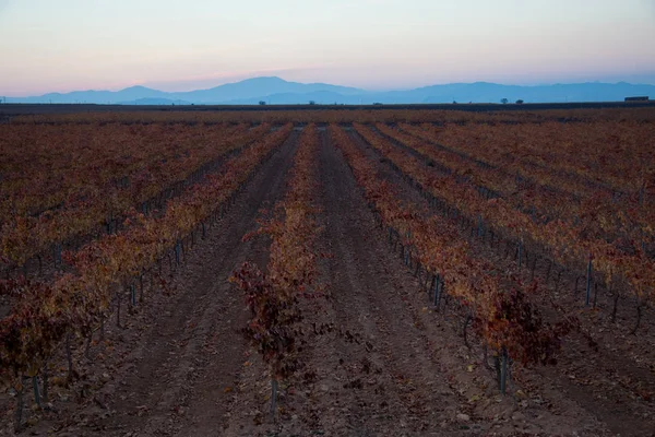 Ampie Distese Vigneti — Foto Stock