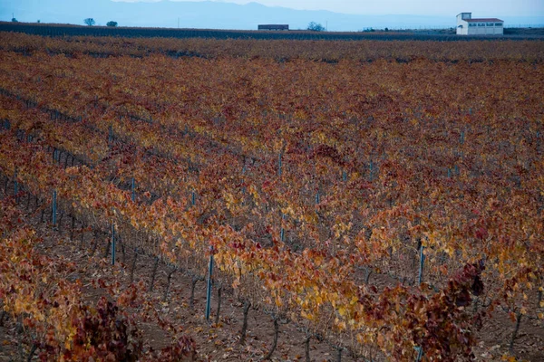 Grandes Étendues Vignobles — Photo