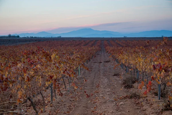 Ampie Distese Vigneti — Foto Stock