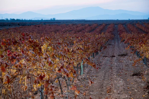 Grandes Étendues Vignobles — Photo