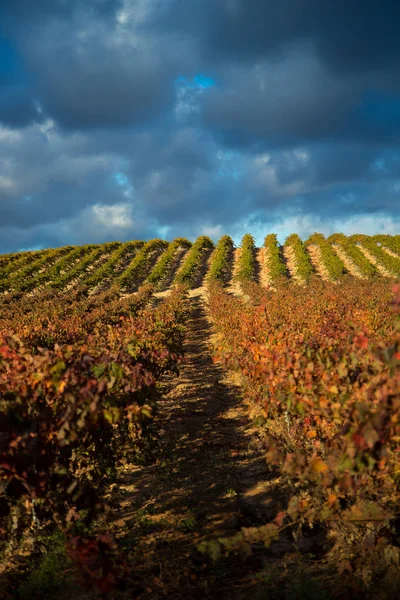 Large Expanses Vineyards — Stock Photo, Image