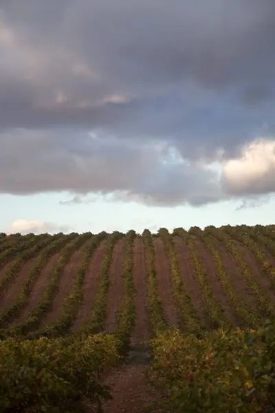 Large Expanses Vineyards — Stock Photo, Image