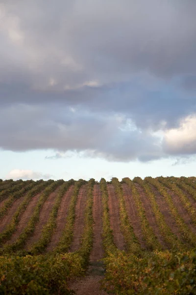 Large Expanses Vineyards — Stock Photo, Image