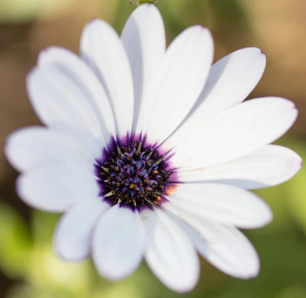 Blomma Med Makro Massa Detaljer — Stockfoto