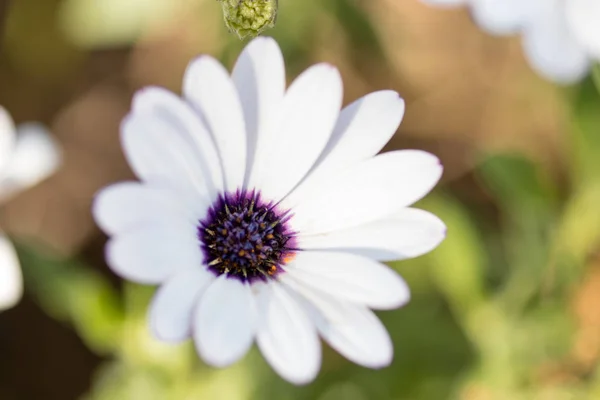 Blomma Med Makro Massa Detaljer — Stockfoto