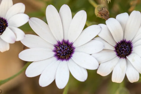 Flor Con Macro Muchos Detalles —  Fotos de Stock