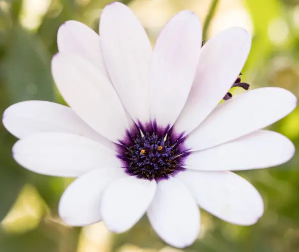 Blomma Med Makro Massa Detaljer — Stockfoto