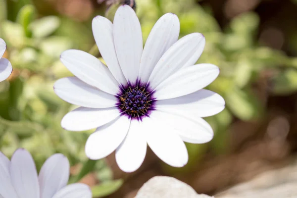 Fiore Con Macro Sacco Dettagli — Foto Stock