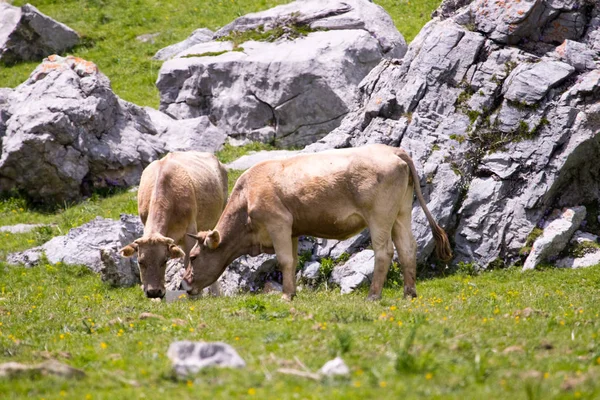 Корови Природному Середовищі Проживання — стокове фото