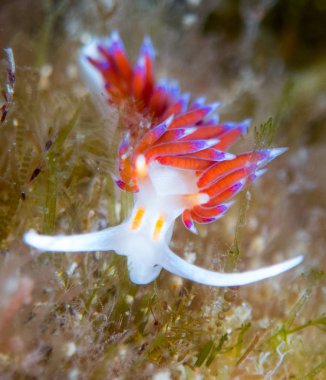 Denizin altında makroyla çıplak dallar