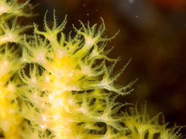 Denizin altında makroyla çıplak dallar