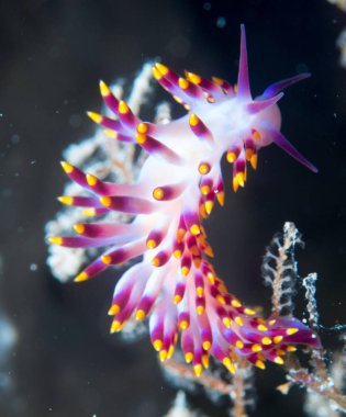 Denizin altında makroyla çıplak dallar