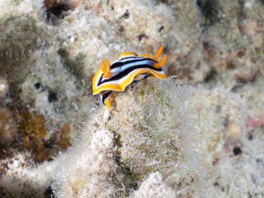 Denizin altında makroyla çıplak dallar