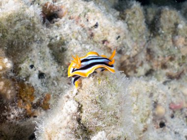 Denizin altında makroyla çıplak dallar