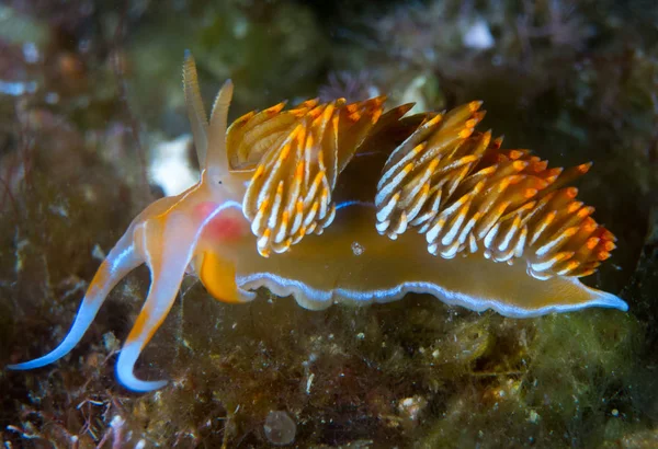 Nudibranch Makróval Tenger Alatt — Stock Fotó