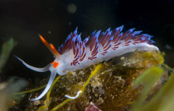 Nudibranca Con Macro Sotto Mare — Foto Stock