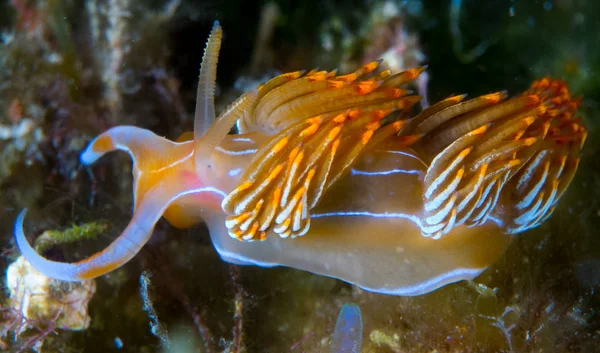 Nudibranch Avec Macro Sous Mer — Photo