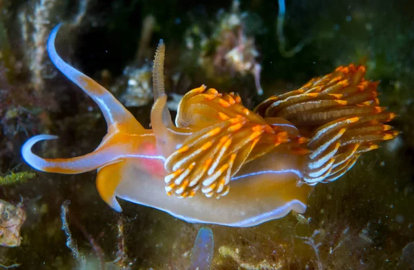 Nudibranca Con Macro Sotto Mare — Foto Stock