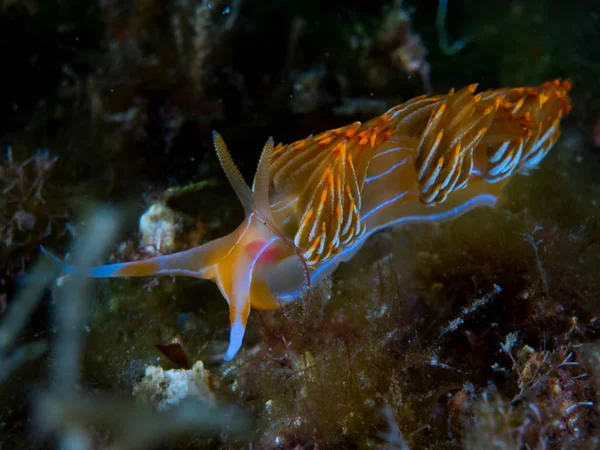 Nudibranch Makro Pod Mořem — Stock fotografie