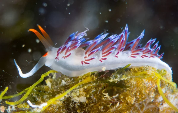 Nudibranch Makro Pod Mořem — Stock fotografie