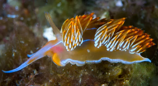 Nudibranch Avec Macro Sous Mer — Photo