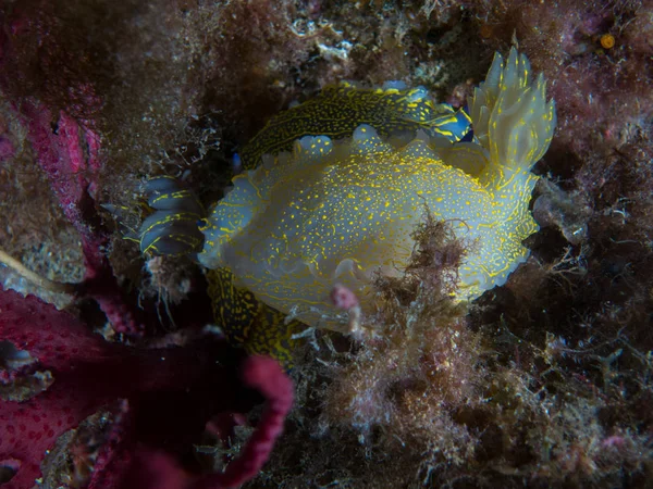 Nudibranch Μακροεντολή Κάτω Από Θάλασσα — Φωτογραφία Αρχείου