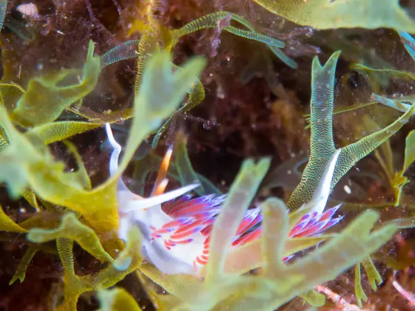 Nudibranch Macro Sea — Stock Photo, Image