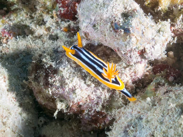 Nacktschnecke Mit Makro Unter Dem Meer — Stockfoto