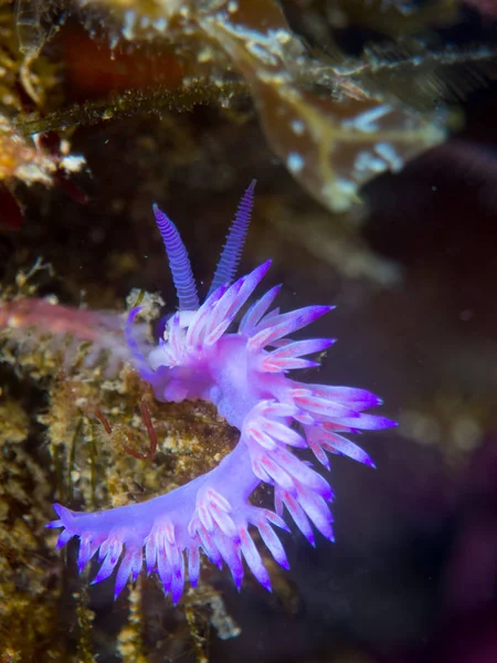 Nudibranch Makro Pod Mořem — Stock fotografie