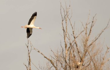 kuş İspanya 'daki doğal ortamında