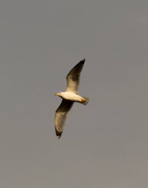 kuş İspanya 'daki doğal ortamında