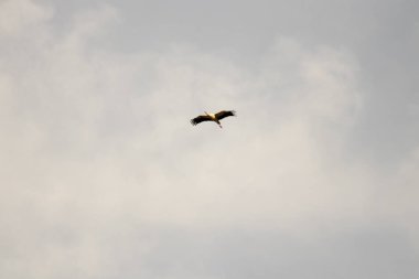 kuş İspanya 'daki doğal ortamında