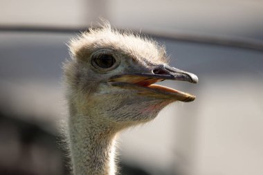 kuş İspanya 'daki doğal ortamında