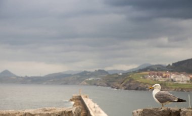 kuş İspanya 'daki doğal ortamında