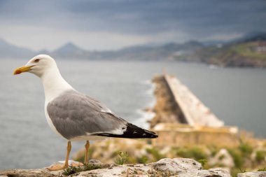kuş İspanya 'daki doğal ortamında